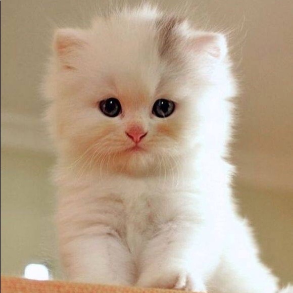 Meet your Posher, Emma - Picture 1 of 1